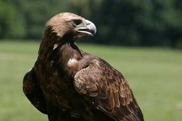 portrait of a eagle