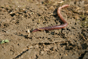 close up of a worm