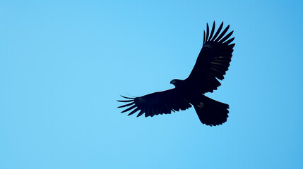 Silhouette of an eagle in flight looking for prey in the clear blue sky