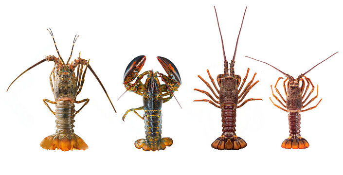 Seafood Australian Boston lobster photo element png format easy to use