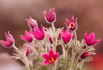 Wiosenne kwiaty. Sasanki w ogrodzie, tapeta, dekoracja. - 790764727