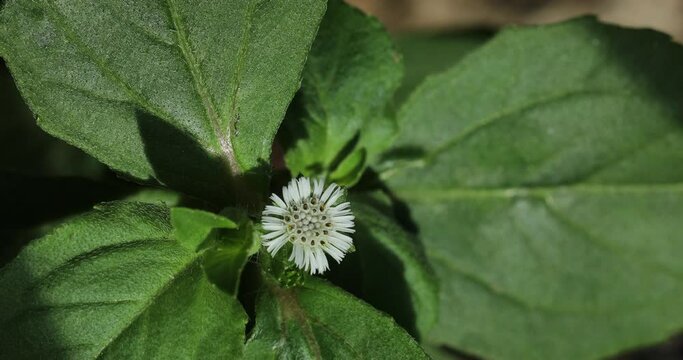 False daisy. Eclipta prostrata. Bhringraj. Eclipta alba. Yerba de tago. Karisalankanni.