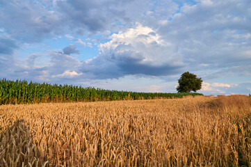 A field of wheat and corn over which a storm cell is forming