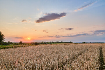the sun before setting in the sky with delicate clouds over a field of ripe wheat before harvest