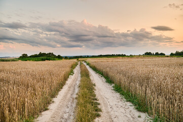 Road leading towards the clouds between fields of ripe wheat before harvest in the countryside