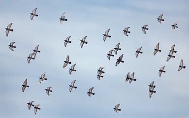 A flock of pigeons in flight
