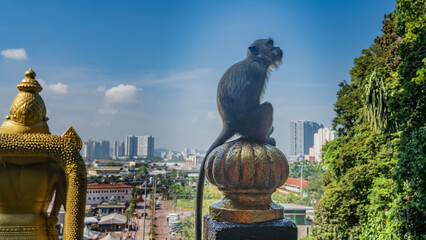 A long-tailed macaque sits on top of a fence. The monkey looks up thoughtfully. There is a golden statue of the god Murugan nearby. There is a panorama of the city in the distance. Batu caves.