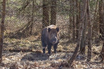 Wild Boar in the Forest. Europe. Wild Animal