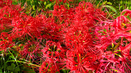 Red Spider Lilly Licoris blooming the field, Tokyo, Japan