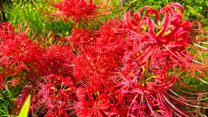 Red Spider Lilly Licoris blooming the field, Tokyo, Japan
