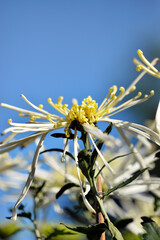 A group of chrysanthemums