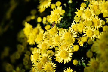 A group of chrysanthemums