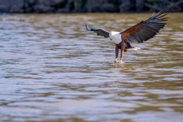 African Fish-Eagle, haliaeetus vocifer, Adult in flight, Chobe River, Okavango Delta in Botswana