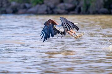African Fish-Eagle, haliaeetus vocifer, Adult in flight, Chobe River, Okavango Delta in Botswana