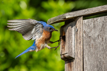 Male Bluebird near birdhouse