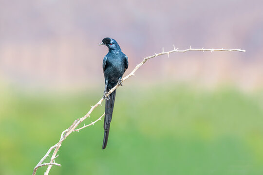 Fancy rudd .A large blue-black starling with a fuzzy bump on the forehead. Kenya