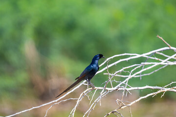 Fancy rudd .A large blue-black starling with a fuzzy bump on the forehead. Kenya