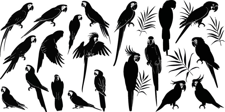 Vector parrot silhouettes
