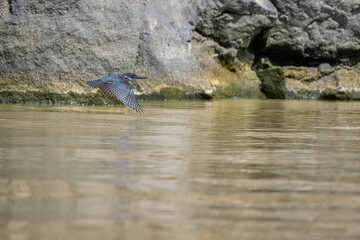 giant kingfisher Kingfisher is flying. Flying bird, ringed kingfisher over blue river in kenya....