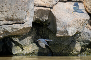 giant kingfisher Kingfisher is flying. Flying bird, ringed kingfisher over blue river in kenya....