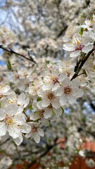 White flower on grey background. Minimal concept.