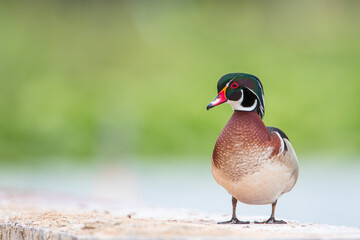 Male American Wood Duck (Aix sponsa) at Lake Morton, Florida, USA