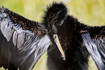 Anhinga (Anhinga anhinga), preening, Circle B Bar Reserve, Florida, USA