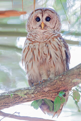 Barred Owl (Strix varia) perched on tree branch, Kissimmee, Florida, USA
