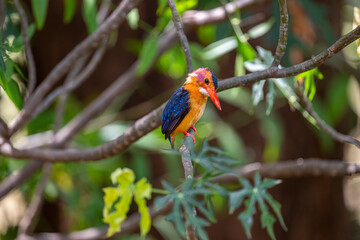 The Oriental dwarf kingfisher (Ceyx erithaca), also known as the black-backed kingfisher or three-toed kingfisher, is a species of bird in the family Alcedinidae.