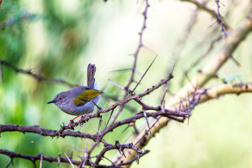 Green-backed Camaroptera (Camaroptera brachyura), in a tree at Ilkeliani Camp, Maasai Mara, Kenya.