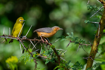 Crombecs are cool little birds with no tails. Remind me of nuthatches. Ndutu Lodge, Tanzania.