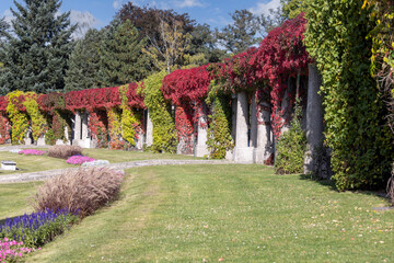 Pergola in Szczytnicki Park on an autumn sunny day, colorful leaves of virginia creeper,...