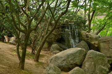 tree on the rocks