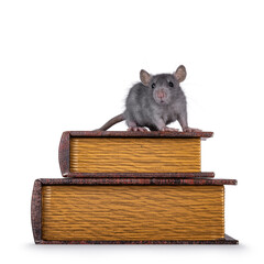 Cute little blue rat standing on stacked old books . Looking straight to camera. Isolated on a...