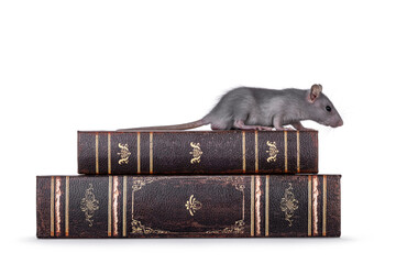 Cute little blue rat walking side ways over stacked old books. Looking side ways away from camera....