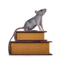 Cute little blue rat standing side ways on stacked old books . Looking and sniffing up, side ways...