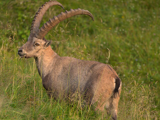 Steinbock