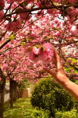 cherry blossom in spring
