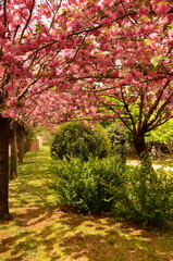 trees in the park