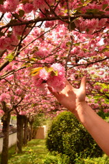 hand picking blossom