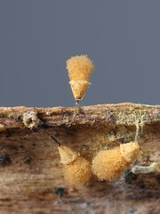 Hemitrichia calyculata, commonly known as push pin slime mold, microscope image of spores