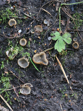 Geopora arenicola, a half-buried cup fungus from Finland, no common English name