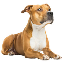 Brown american stafford dog lying, isolated on transparent background.  Security guard, strong aggressive, protection, animal breed