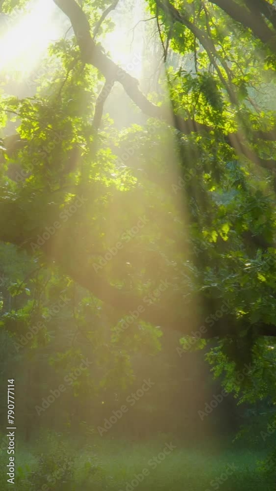 Aufkleber magical foggy forest. rays of morning sun make their way through the foliage of tree and fog. summer
