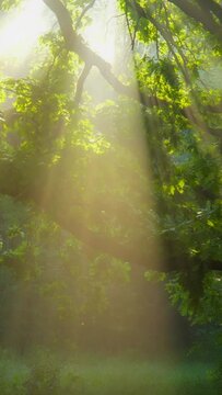Magical foggy forest. Rays of morning sun make their way through the foliage of tree and fog. Summer in the forest, Vertical Screen 