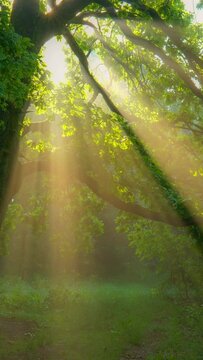 Vertical Screen. Mystical magical summer forest with warm sunbeams. Sun rays break through the foliage of magnificent green tree. Green sunny glade in the morning forest