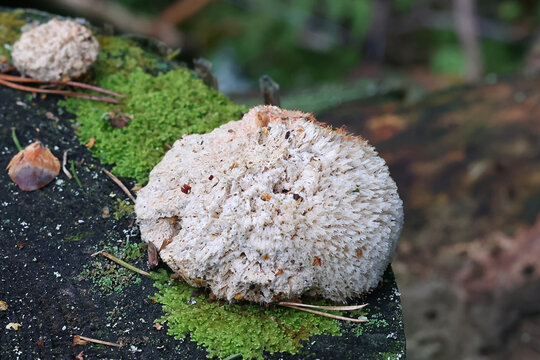 Postia ptychogaster, commonly known as the powderpuff bracket, wild fungus from Finland