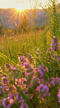 Warm summer sunset in green mountains. The camera moves along a bush with purple flowers. Variety of summer herbs, great for walking and hiking. Gimbal vertcial shot