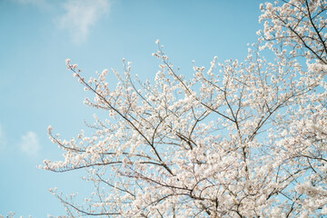 桜・春・青空