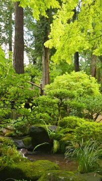 Camera moves between bushes and trees in Japanese garden. Lovely green garden with a bridge, stream and trees. Vertical Screen 